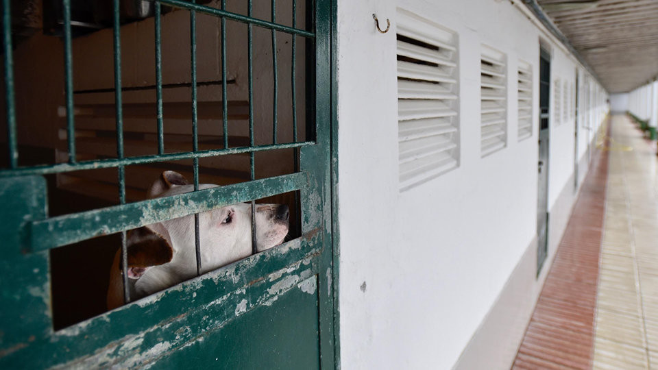 Medio Ambiente Estudia Nuevos Requisitos Para La Tenencia De Perros