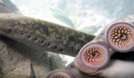 Una veintena de lampreas del Miño se incorporan           a la comunidad de vecinos del Aquarium Finisterrae