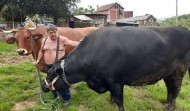 Un vecino de Monteagudo exhibe dos bueyes que crió con biberón y rebasan las dos toneladas