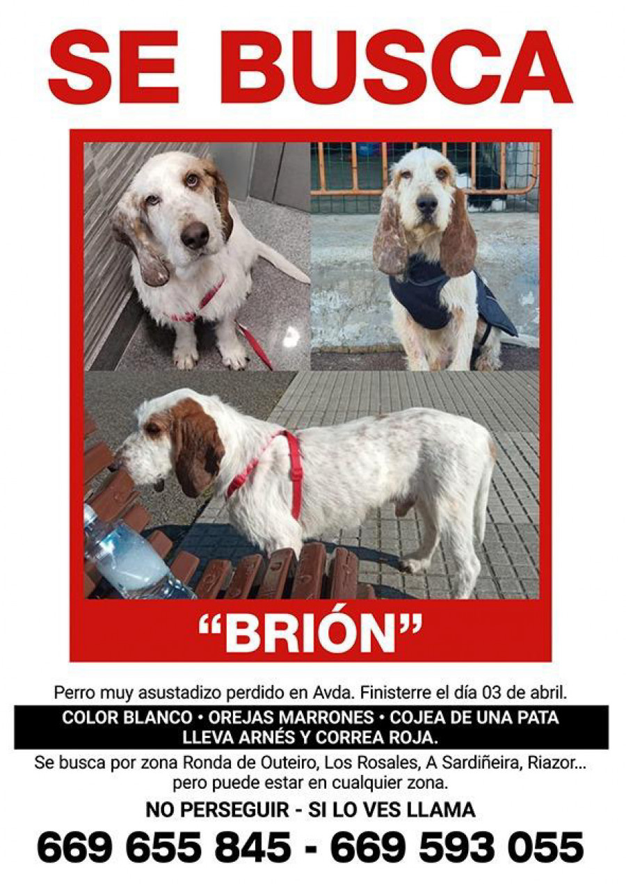 Ofrecen una recompensa a quien encuentre a Brión, un perro perdido en A Coruña