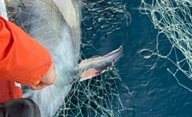 Salvamento Marítimo libera a un delfín que se quedó enganchado a varias redes en Langosteira