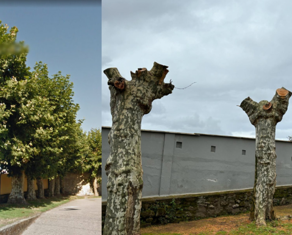 Antes y después de los árboles de la iglesia de Rutis