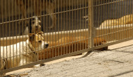 La Xunta dará ayudas de 150 euros para la adopción de mascotas de los centros de acogida
