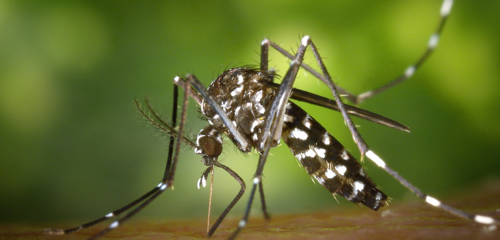 Sanidade no tiene constancia de la presencia de mosquito tigre en Galicia