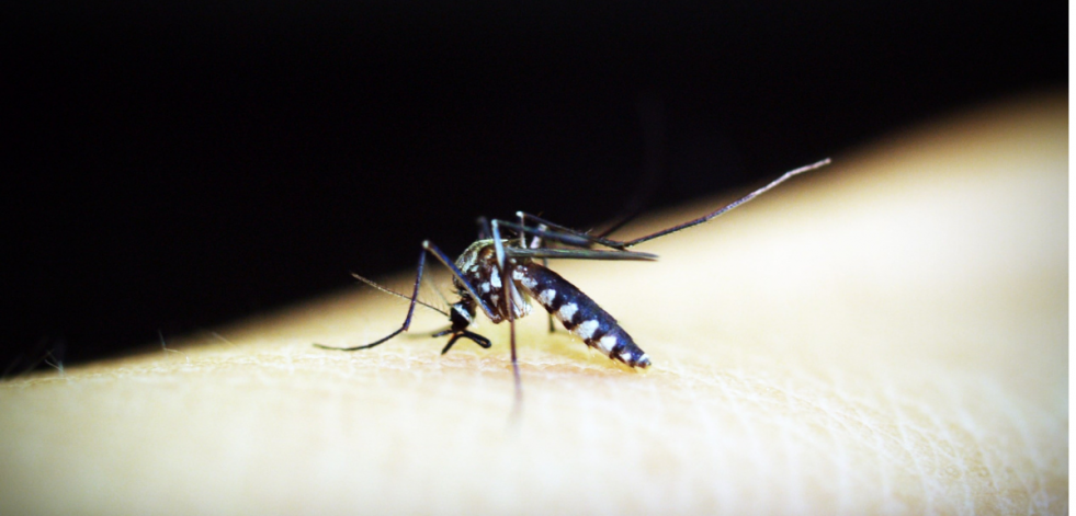 La malaria provoca en España hasta 850 casos importados al año