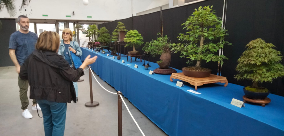 Los bonsáis vuelven a tomar el Forum Metropolitano de A Coruña