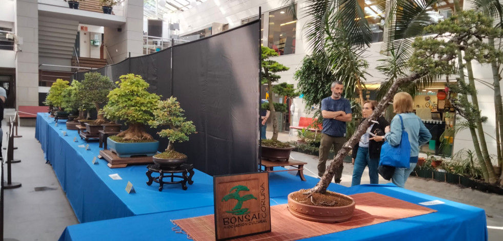 Exposición de bonsáis en el Fórum Metropolitano