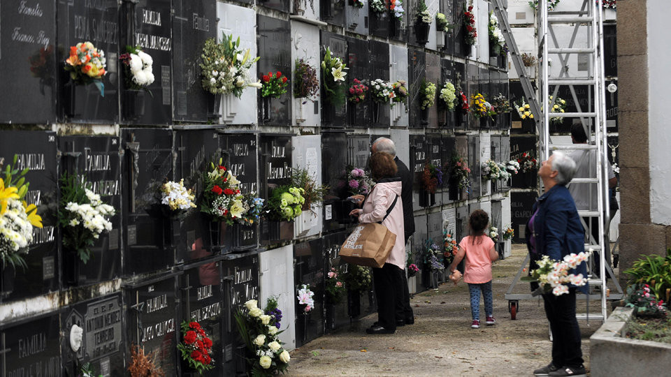 El crisantemo, la flor por excelencia de los cementerios en el día de Todos  los Santos