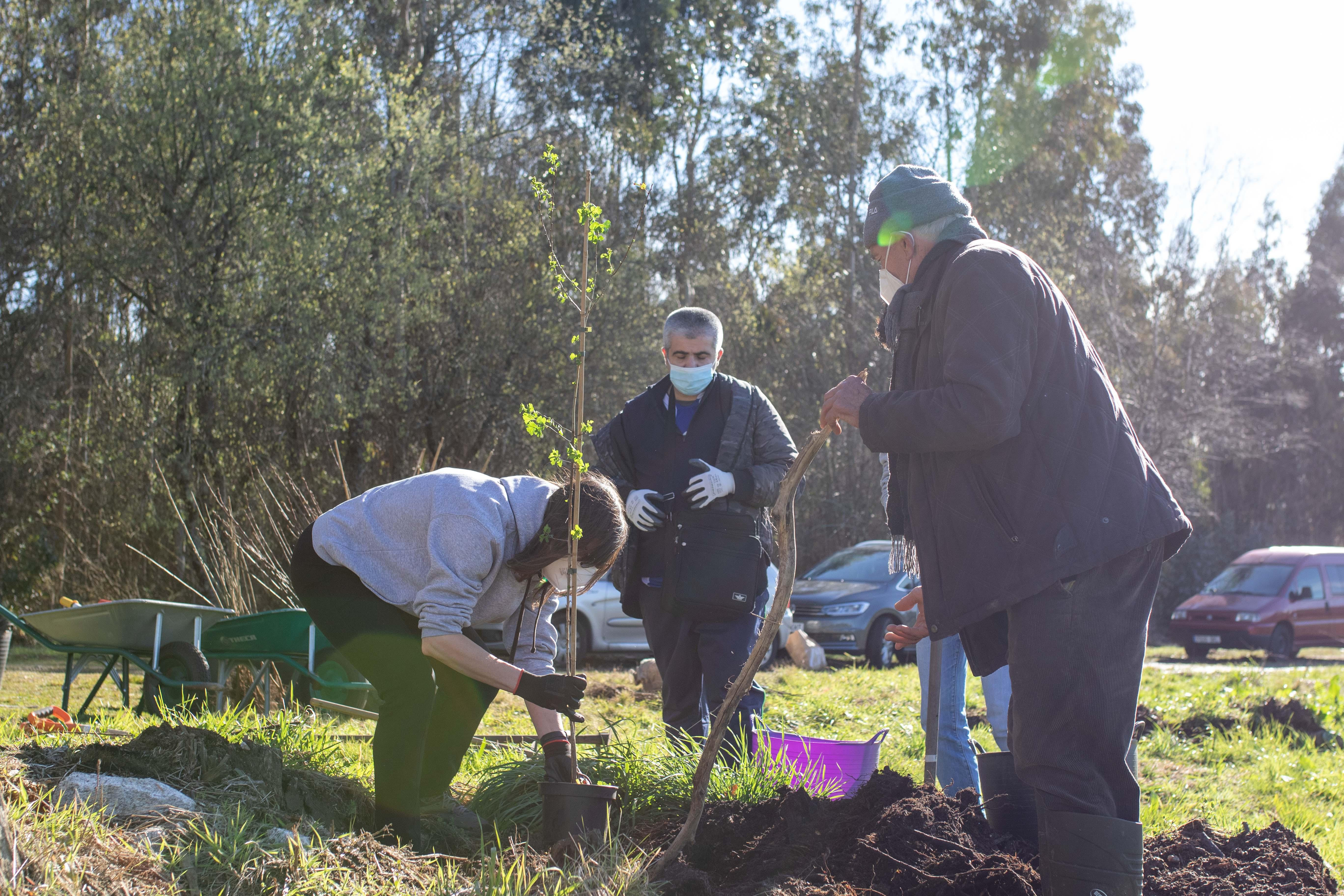 Los voluntarios de Hijos de Rivera reforestan con árboles autóctonos una  parcela en Irixoa