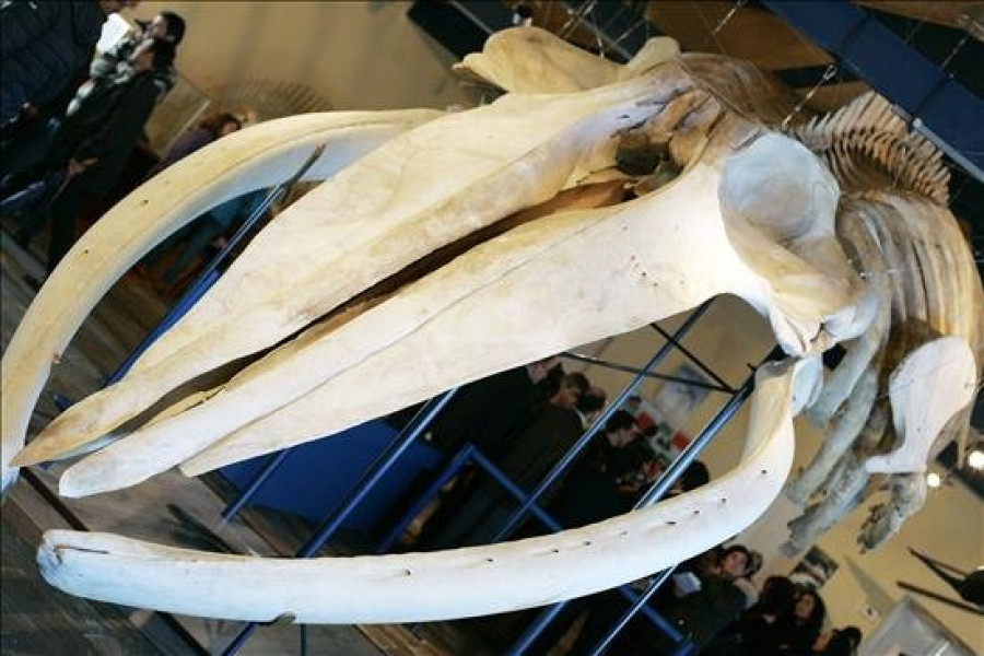 El Museo da Natureza de Ferrol expone el esqueleto de una ballena de 18 metros