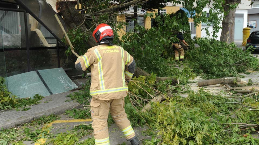 El fuerte viento troncha una rama de diez metros de largo y obliga a cortar la avenida de Oza