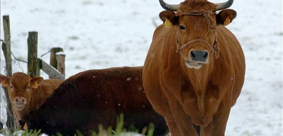 Nueva puja de vacas de rubia gallega de Abegondo