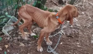 Investigan a un vecino de Miño por un delito de maltrato animal contra siete perros en Doroña