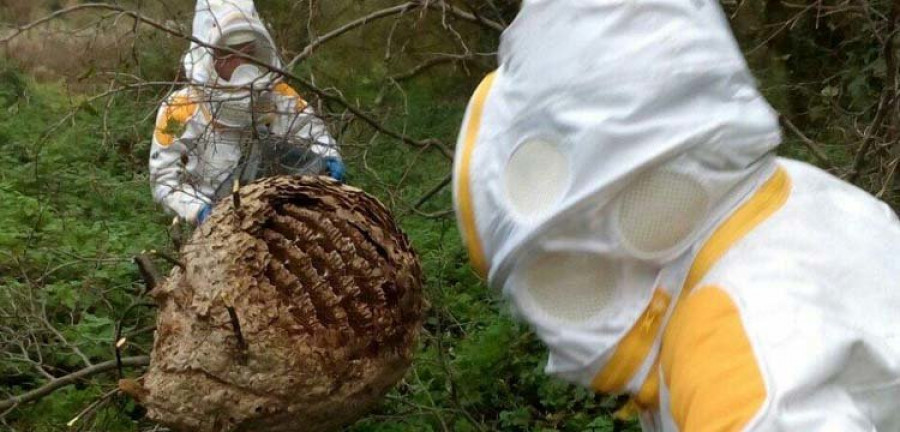 Los Bomberos de Fabero retiran un nido de avispa asiática de una casa en  Vega de Espinareda