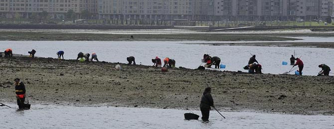 Los mariscadores de a pie podrán faenar 110 días en O Burgo, diez más que en 2013