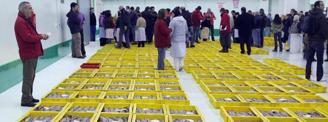 La lonja cierra su mejor año con 40.700 toneladas de pescado y aleja a la de Vigo