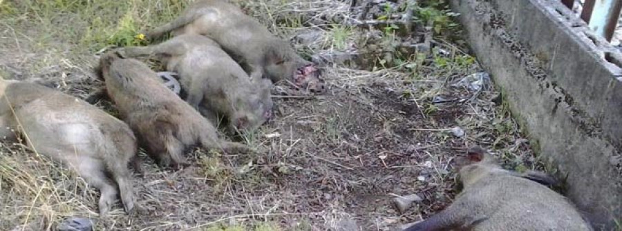 Un tren Alvia arrolla y mata a nueve jabalíes cuando circulaba por Fene