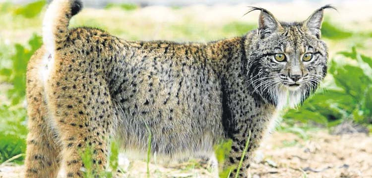 Biólogos de toda España se interesan por el avistamiento de un lince en A Pobra