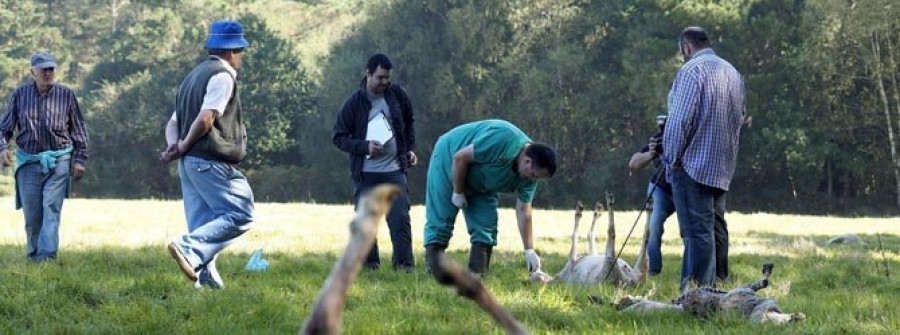 Los lobos matan treinta ovejas de un rebaño y dejan heridas a otras diez en una finca de Guitiriz