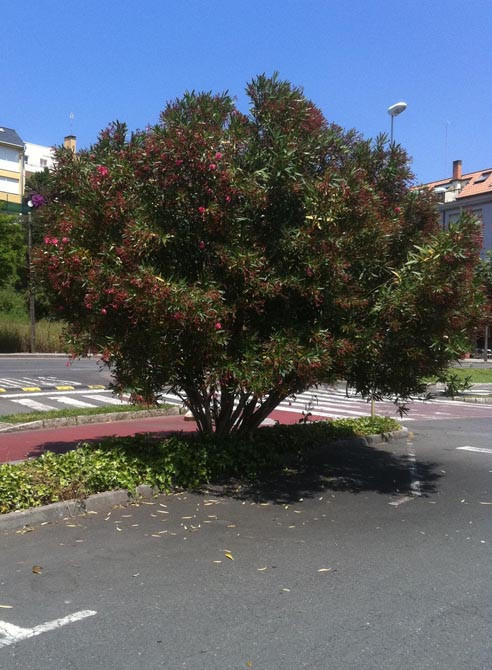 SADA-Un informe municipal niega cualquier toxicidad en las plantas del paseo