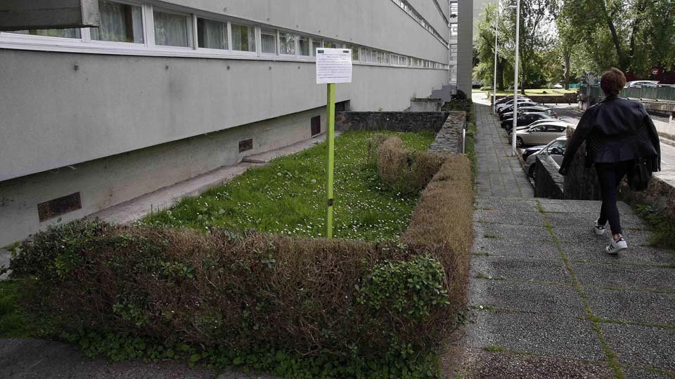 Retirarán los setos del Barrio de las Flores para eliminar la plaga de orugas