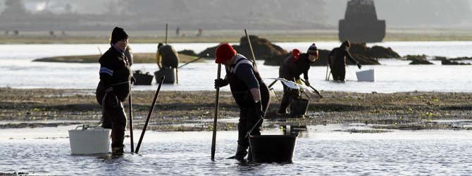 La virulencia de la marea roja paraliza la compra-venta de marisco en Arousa