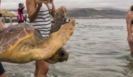 Devuelven al mar en Las Palmas siete tortugas que estaban heridas