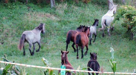 Una decena de caballos destroza varias cosechas en la localidad arousana de Castroagudín