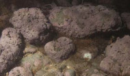 Una investigadora coruñesa descubre la primera alga  roja coralina de agua dulce