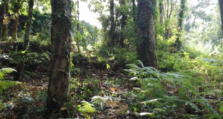 Localizan un cuerpo en estado de descomposición en un área boscosa del lugar de Talai