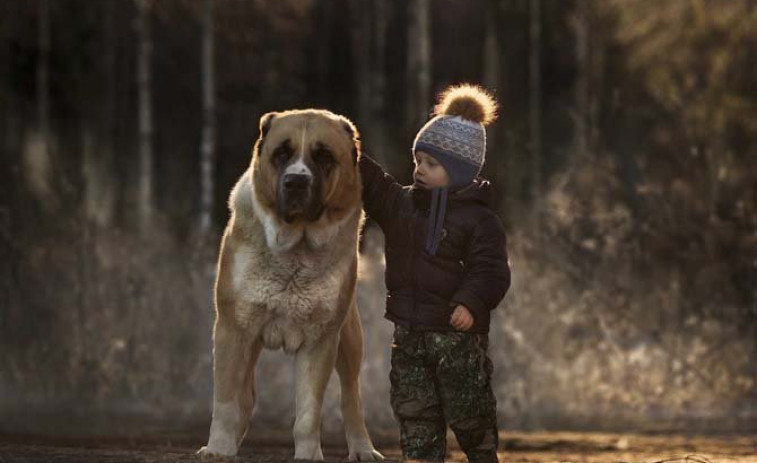 Tener perro o gato se asocia con menos alergias alimenticias en niños