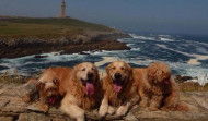 Dueños de perros iniciarán una campaña para solicitar Bens como playa para mascotas