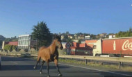 Un caballo cruza Alfonso Molina