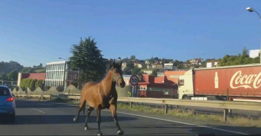 Un caballo cruza Alfonso Molina