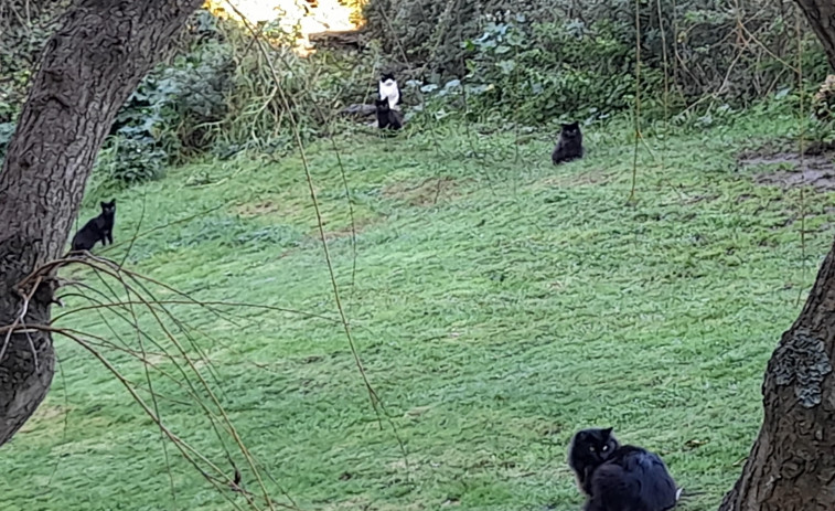 Denuncian que dos crías de gato permanecen emparedadas en Ordes sin que las rescaten