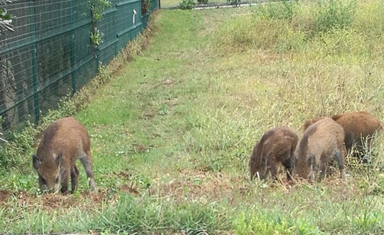 Un grupo de nueve jabalíes daña los jardines anexos al Ayuntamiento de Cambre