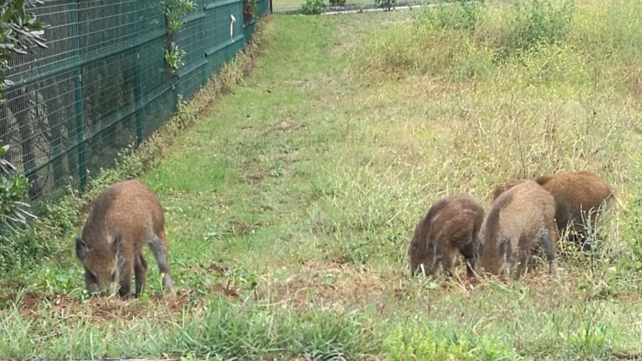 Un grupo de nueve jabalíes daña los jardines anexos al Ayuntamiento de Cambre