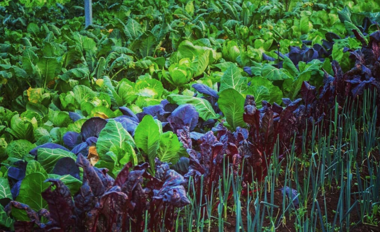 Raíña Paraíso: agricultura ecológica con vocación social