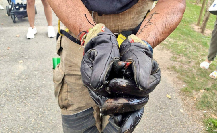 Los Bomberos salvan a un pollito de gallineta que fue tragado por un desagüe en Eirís