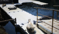 Abierto el plazo para reservar plaza en las nuevas sesiones para dar de comer a las focas del Aquarium de A Coruña