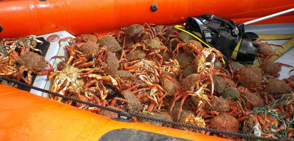 Decomisan 38 kilos de buey, 10 de centolla y 26 de otras especies en Oleiros