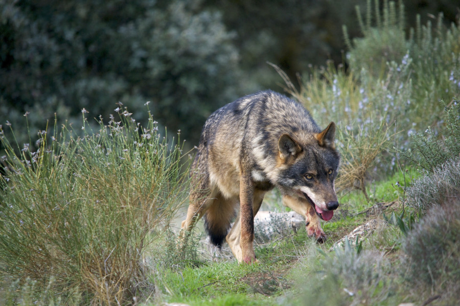 Siete comunidades, entre ellas Galicia, se rebelan contra la orden que prohíbe cazar lobos