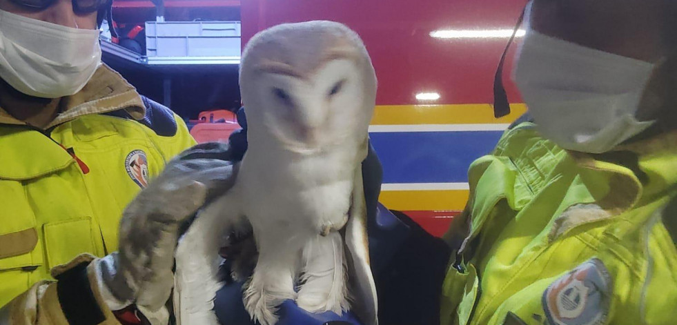 Emerxencias de Oleiros rescata una lechuza  que se había colado en una casa de Dorneda