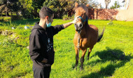 Un nuevo caballo fugitivo de San Vicente de Elviña logra llegar hasta la autopista