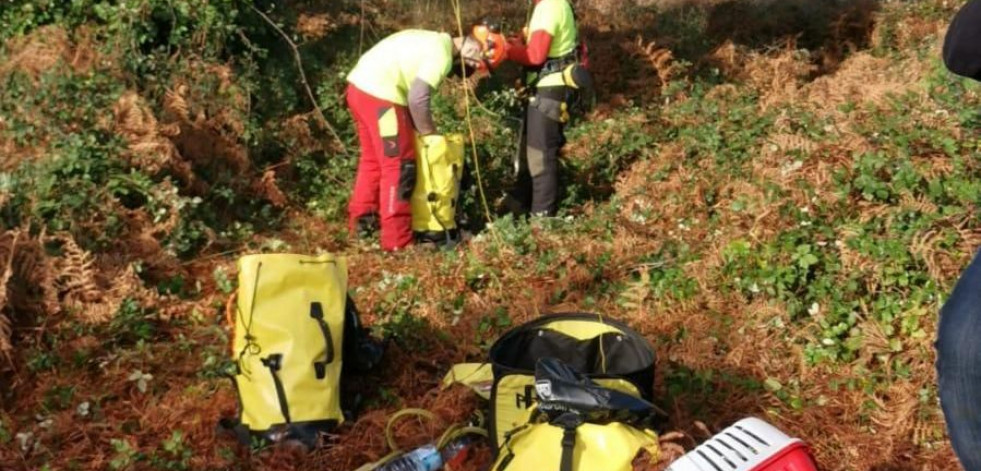 El gato atrapado en un árbol en Xardín de Nós es rescatado por una empresa de Pontevedra