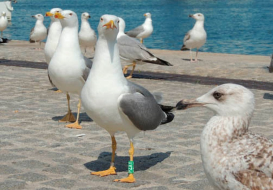 Las gaviotas contribuyen a dispersar las plantas invasoras y nativas en las zonas verdes de las ciudades