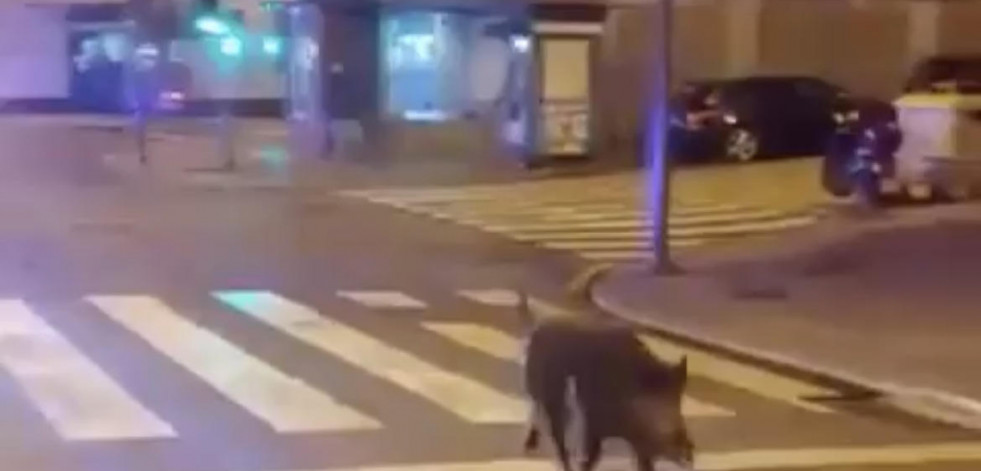 Dos coches chocan en Oleiros al intentar esquivar una manada de 15 jabalíes