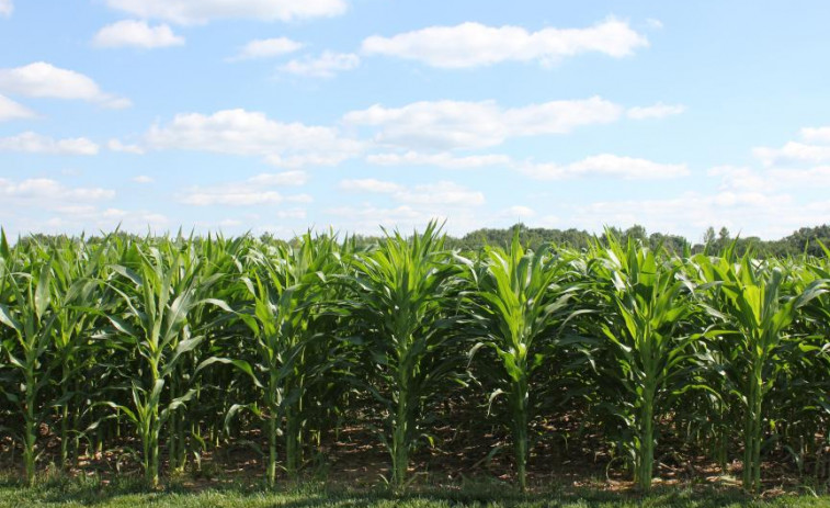 Madrid cuadruplicará la producción de maíz ante posible falta de suministro