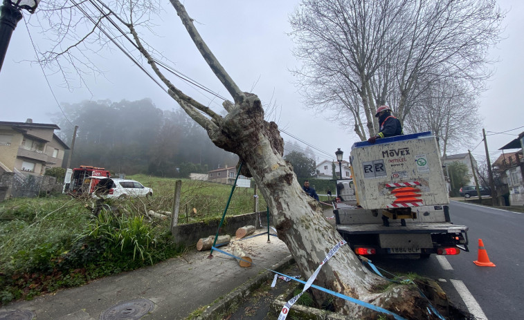 Cambre corta uno de los plátanos de la carretera de la Estación al no poder recuperarlo