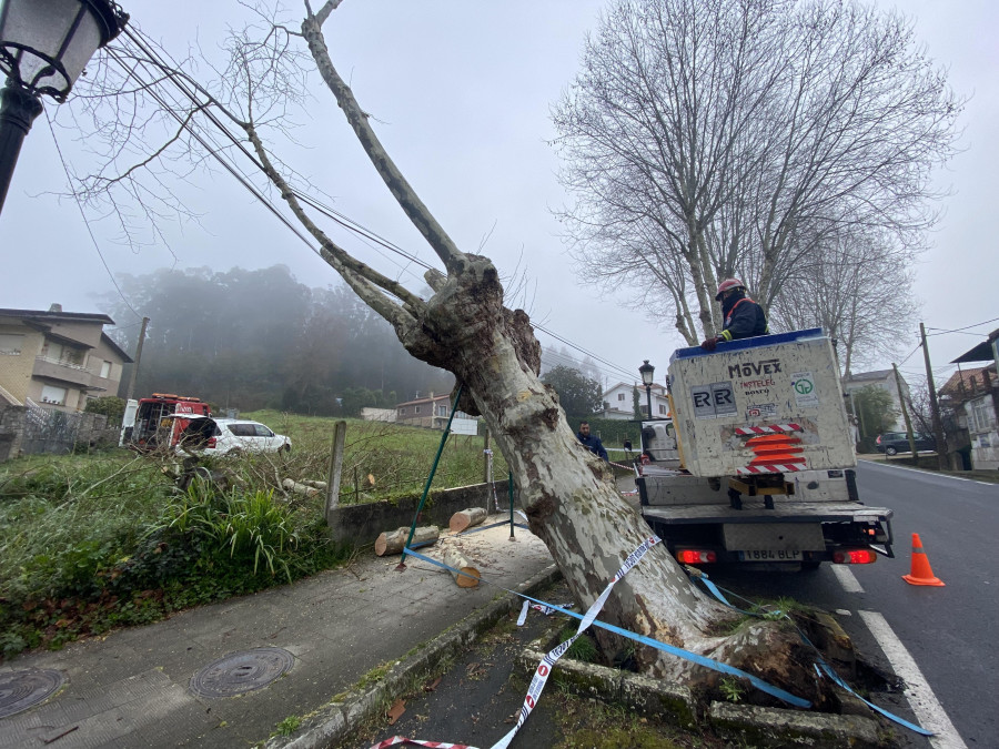 Cambre corta uno de los plátanos de la carretera de la Estación al no poder recuperarlo